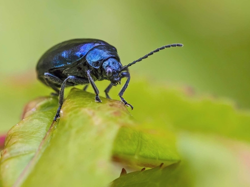 An Alder Leaf Beetle (Agelastica alni) in the garden.