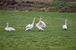 Whooper Swans