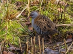 Water Rail