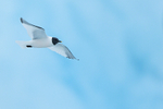 Sabine's Gull flying, blue iceberg, Jokulsarlon, Iceland