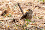 Yellow-billed Shrike