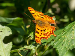 Comma