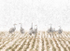 Sandhill Cranes In Falling Snow