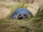Atlantic Grey Seal