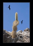 Cactus and frigatebirds