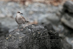 Kelp Gull (juvenile), Chanaral Island, Chile