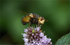 Parasitic Fly (Tachinidae)_