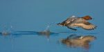 Pochard Take-Off