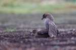 Mating Brown Skuas, Sea Lion Island, Falklands