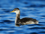 Red-necked Grebe, Farmoor Reservoir
