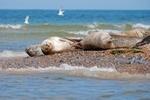 Common Seals