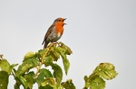 Robin