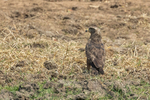 Western Snake Eagle