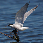 Common Tern portfolio