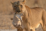 Lionness carrying her cub