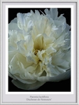 Paeonia 'Duchesse de Nemours'