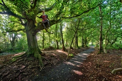 #87  Lullymore Forest