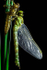 Newly emerged Emperor dragonfly