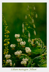 Lilium martagon 'Album' 2