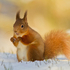sno sqrl