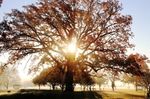 My Tree with Sunshine
