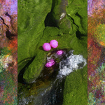 ENTROPY TRIPTYCH Xlll-XV