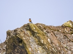 Stonechat