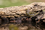 Citril Finch at drinking pool, Port del Comte, Spain