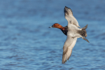 Common Pochard