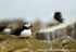 SBA019: Resting puffin