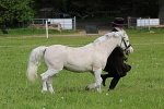 SIAL3161