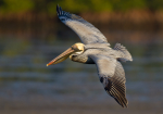 Brown Pelican