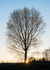 9th April Black Poplar Sunset