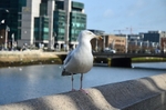 Herring Gull