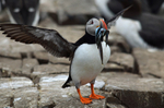 Puffin