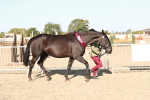 SBM_00178