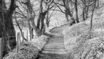 1455 - Wild Garlic Path 2