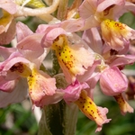 Hybrid Orchis - Orchis x colemanii ( Orchis mascula x O. pauciflora)