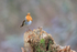 European Robin perched at Otterbourne, Hampshire