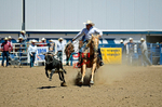 3HRodeo8-11-25_PRCASteer_05644_
