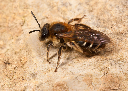 [i]Andrena dorsata[/i] female - Warwickshire, May 2012.