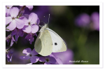 Common White