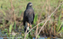 Great black hawk