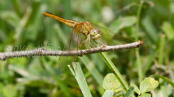 DF AnimalsCreatures  101