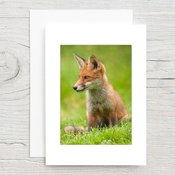 Red Fox