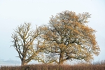 Abberton Reservoir_08-12-20-RLP2042