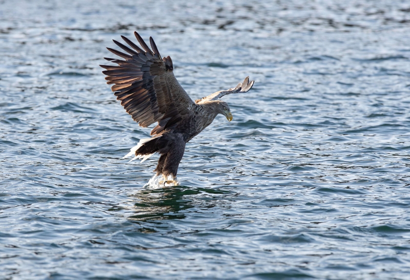 White Tailed Eagle - Isle of Mull - Scotland