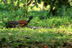 Great Curassow portfolio