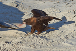 Striated Caracara snacking on an Elephant Seal's flipper