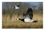 Barnacle Goose